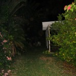 01 - Unenhanced photo of orbs in yard of active house in south Florida.